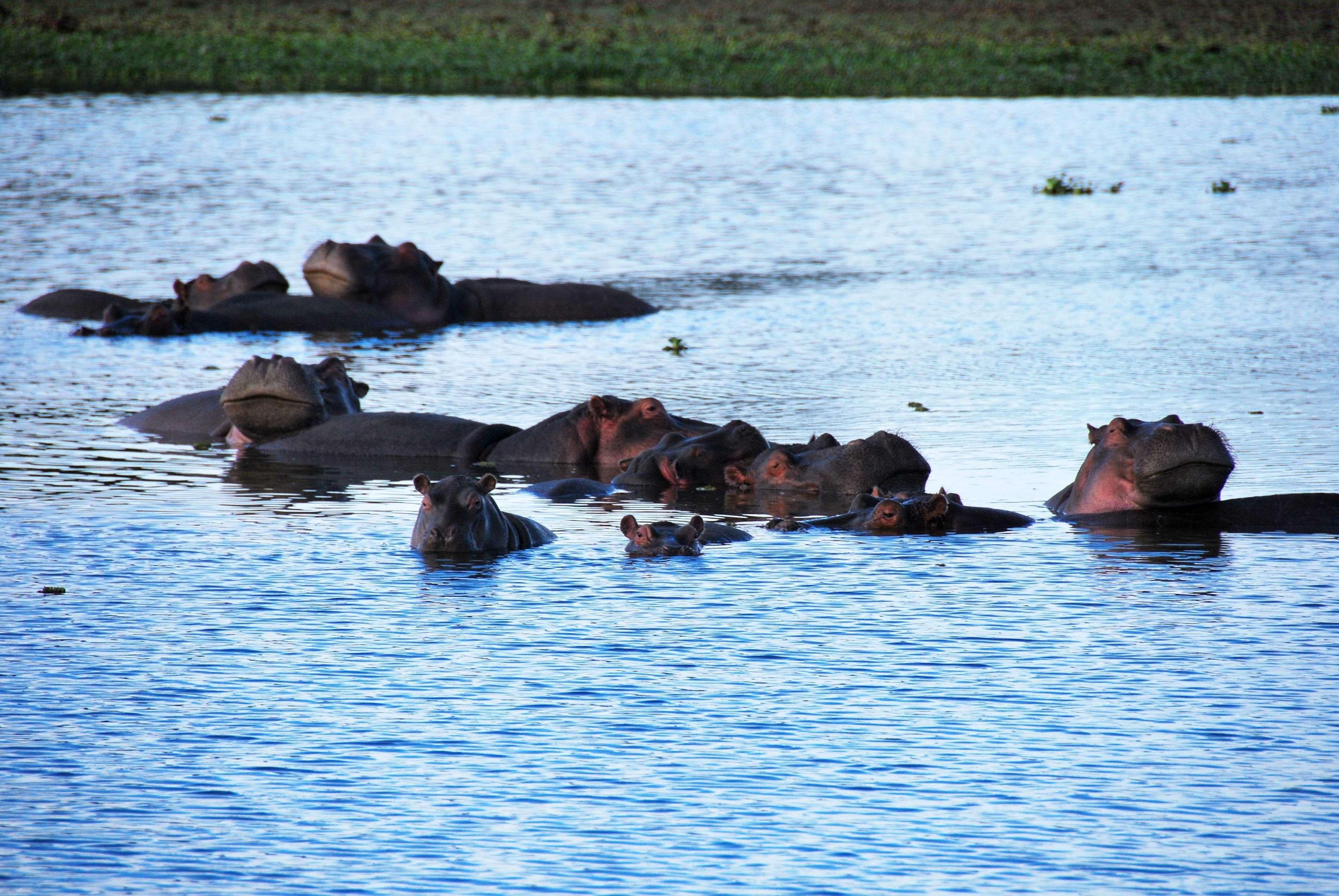Muthu Lake Naivasha Country Club, Naivasha Karagite Bagian luar foto